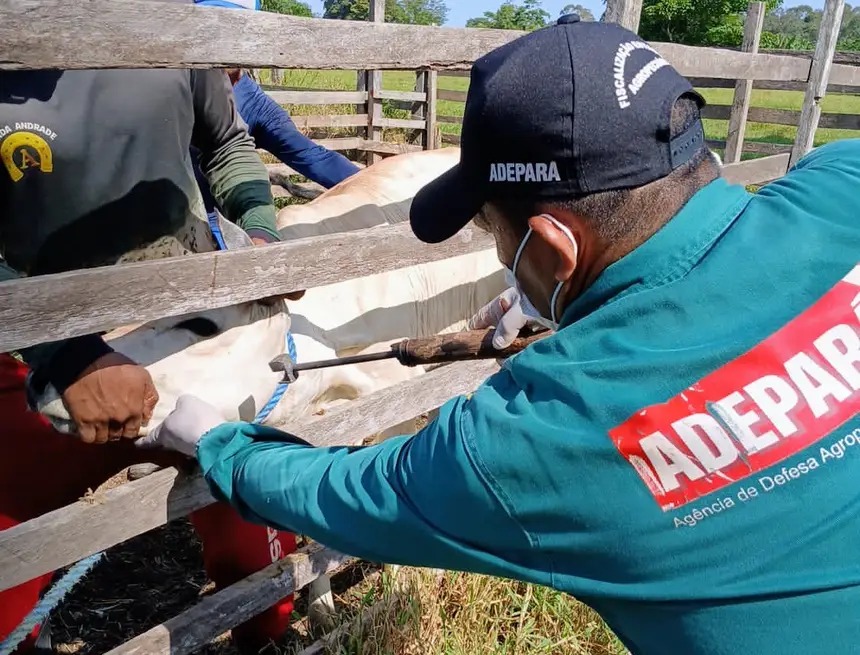 Pará tem até 31 de Dezembro para Imunização de Fêmeas e Palestra Educativa na Unama